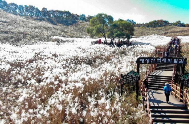 [Photo News] Dive into Pocheon’s silver grass