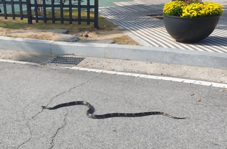 2-meter-long snake captured outside of Gyeonggi Provincial Office