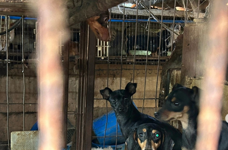 Animal rights groups rescue 455 dogs from illegal puppy mill in Busan