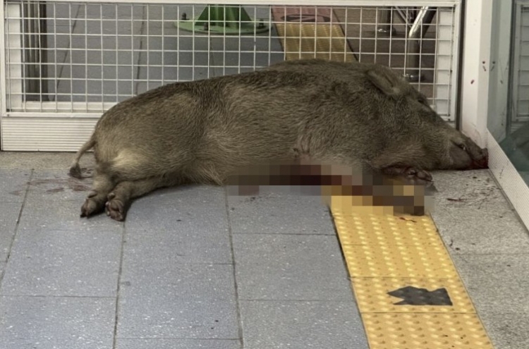 Authorities shoot dead wild boar in subway station, 1 person bitten