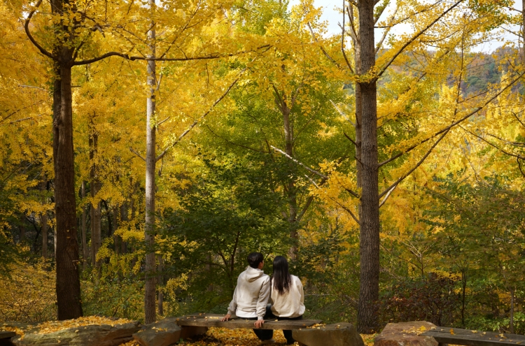 Everland unveils hidden ginkgo tree forest