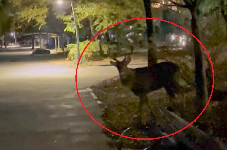 City of Suwon searches for aggressive deer