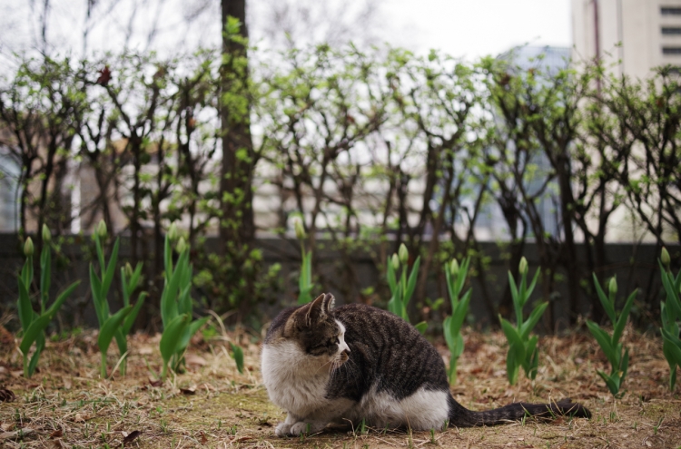 Cleaners accused of killing injured cat on street