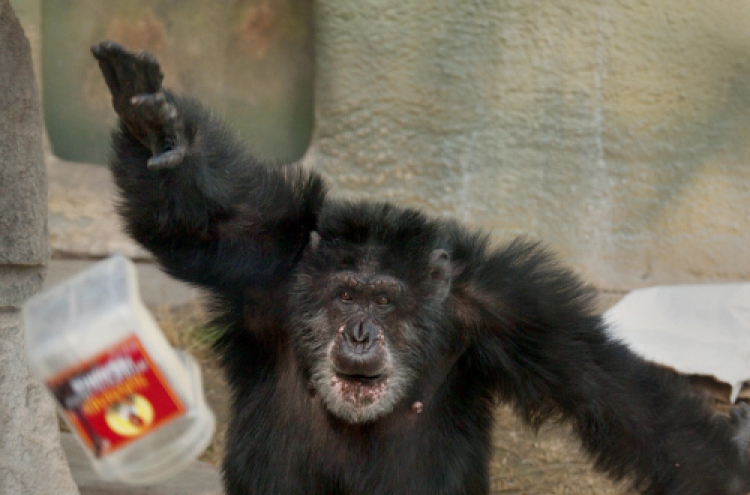 Chimpanzee meat on sale in Britain’s restaurants and markets