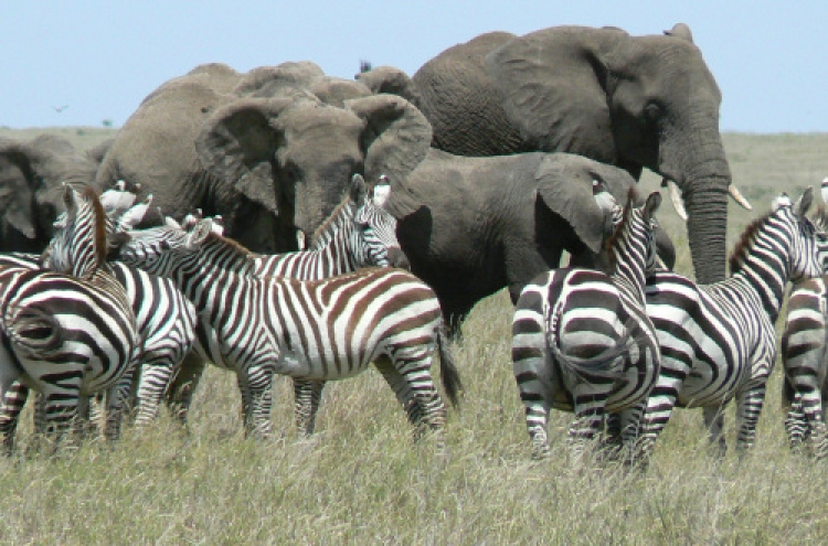 Serengeti: Tanzania’s food chain up close and personal