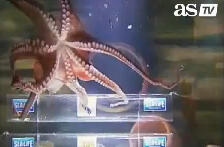 Octopus predicts Real will reach Champions final