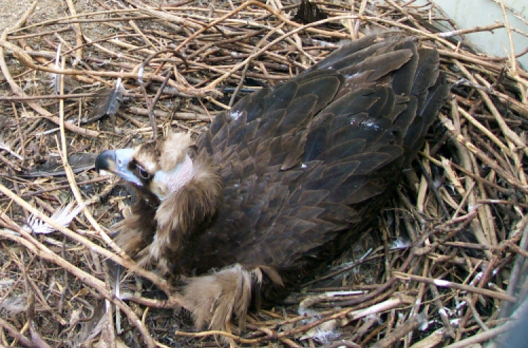 Eagle has phantom pregnancy