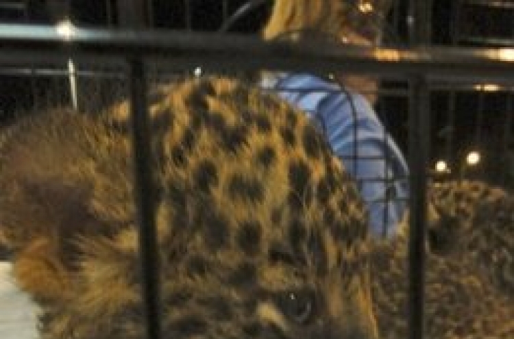 Baby leopards, bear found in bags at Thai airport