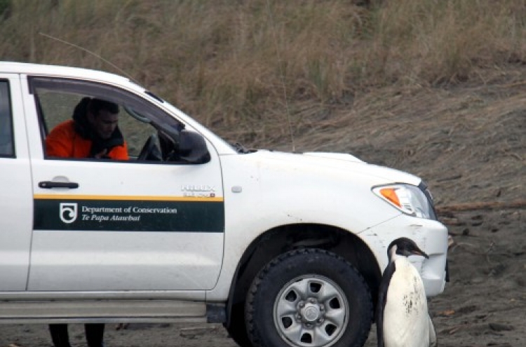 Ill penguin stranded in NZ is offered a lift home