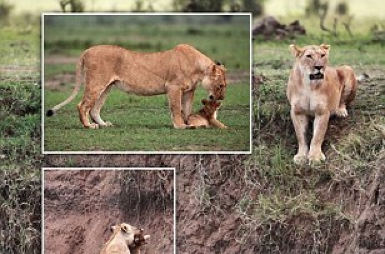 Cliffhanger! Lion cub saved by mum