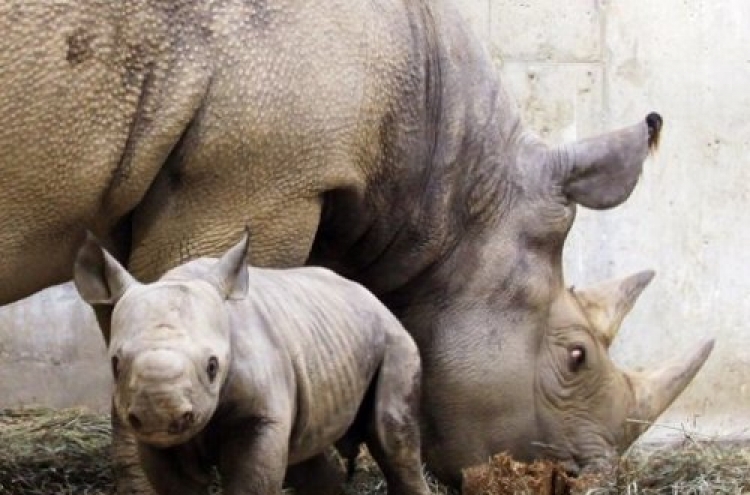 Rhino subspecies vanishing from the wild