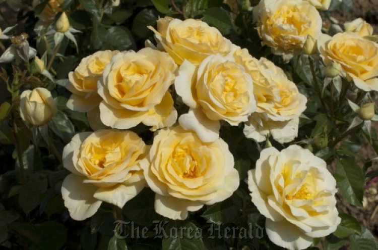 Sunshine Daydream, award-winning rose, featured in parade