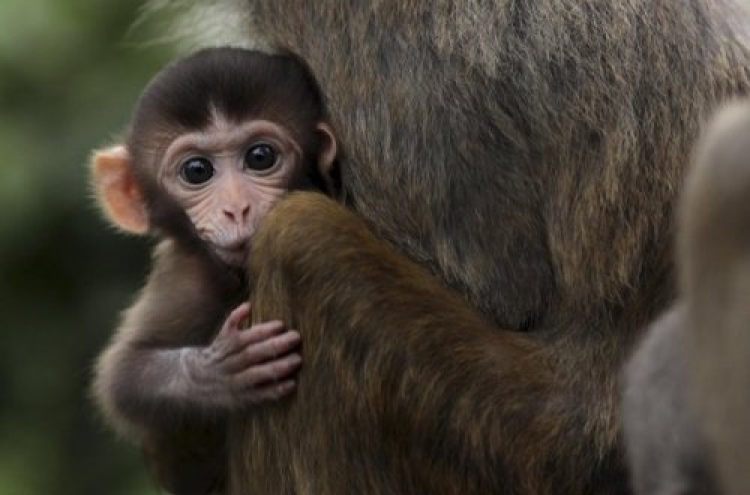 First mixed-embryo monkeys are born in US