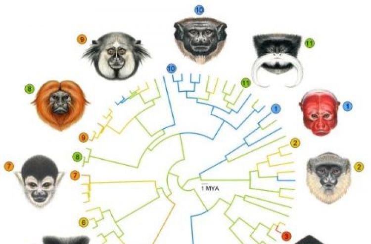 Why faces of primates differ dramatically from one another?