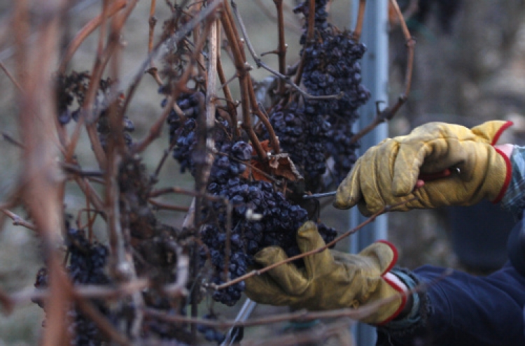Arctic wave saves Czech ice wine production