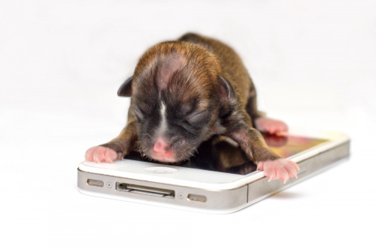 Tiny puppy in California could be world's smallest