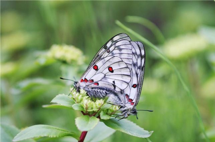 Rare butterfly to be reintroduced