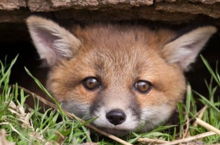 Puppy love: U.K. Girl strikes up friendship with fox cub