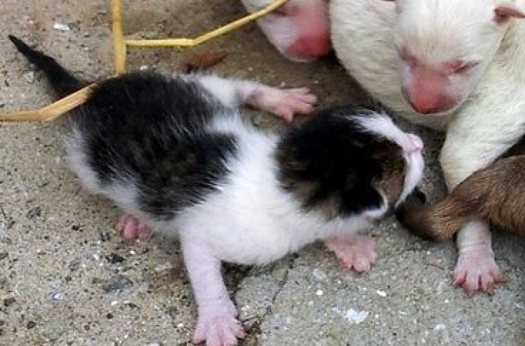 Miracle? Dog gives birth to ‘cat’