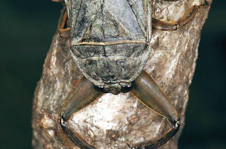Giant water bugs: predators in the pond