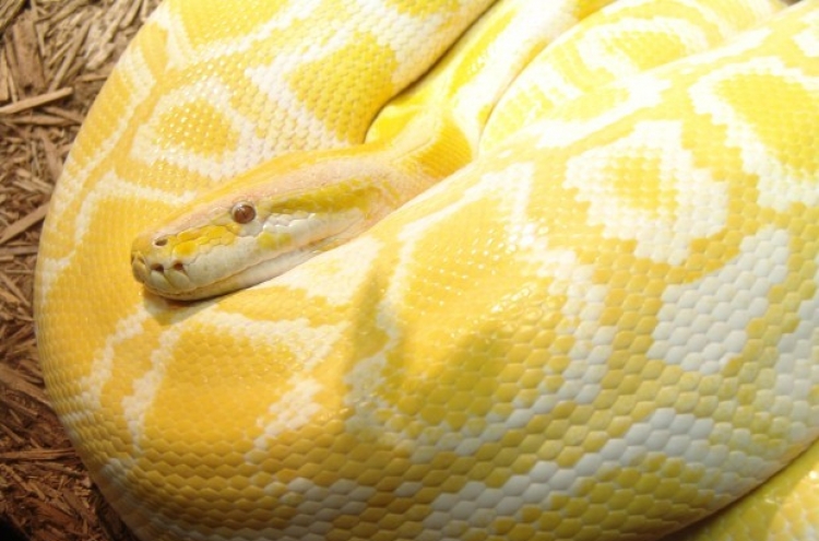 12-15 foot python captured in Illinois