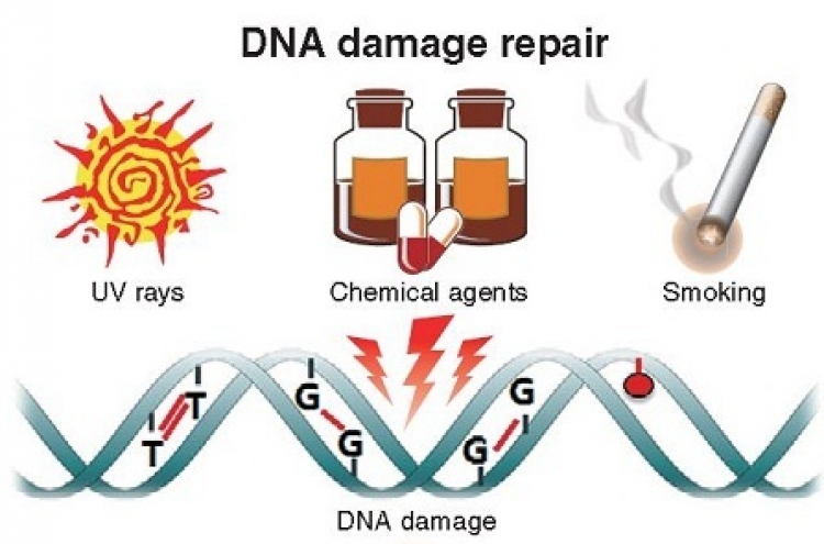 Korean scientists find ways to repair DNA damage
