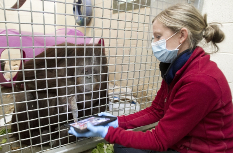 Zoo orangutans play with iPads