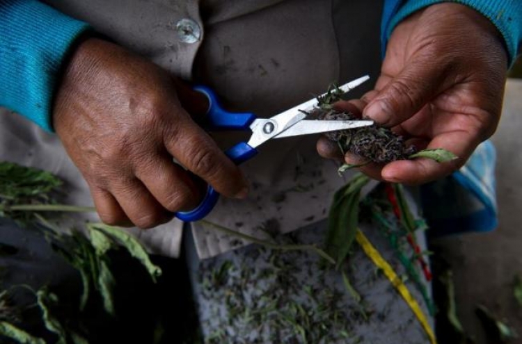 Farmers fret Colombia peace deal could end coca trade