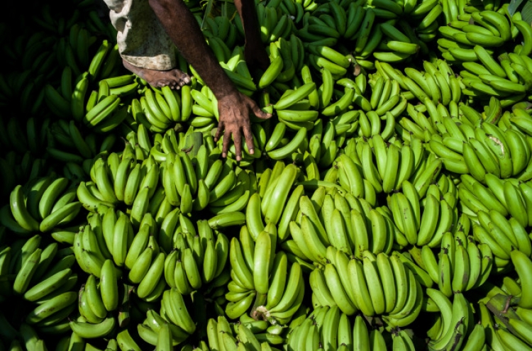 Disease threatens world’s bananas: U.N.