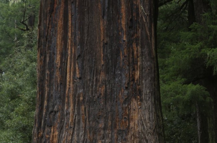 California’s redwoods: Land of the giants