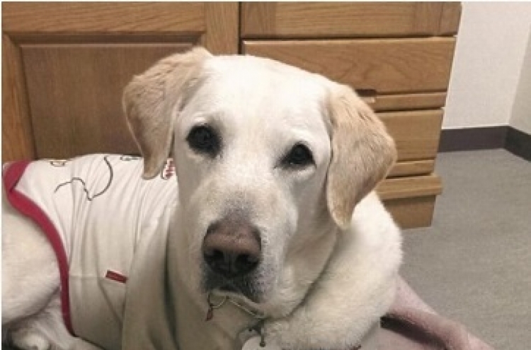 Guide dog endures pain of stabbing in silence