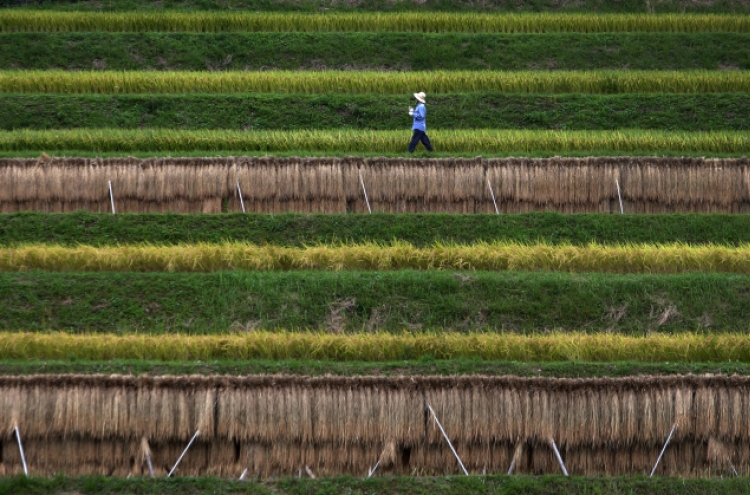 Japan’s ‘sacred’ rice farms rotting from inside