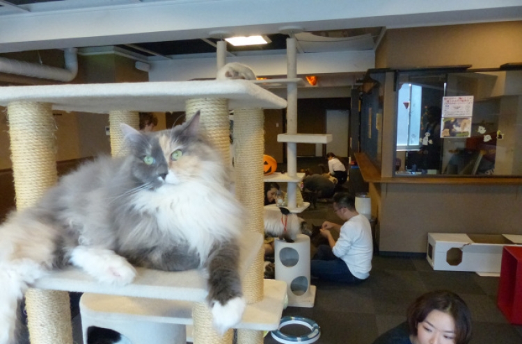 Feline fans flock to cat cafes around world