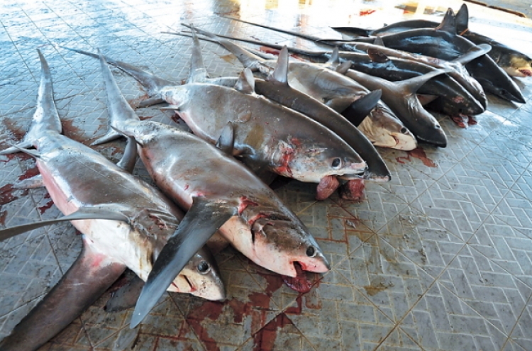 Uphill battle against Indonesian shark fishing