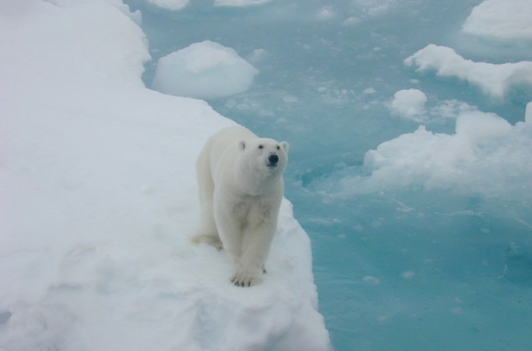 Warming leads to more run-ins with polar bears