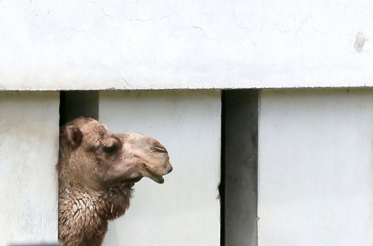 Camels in Seoul Grand Park isolated