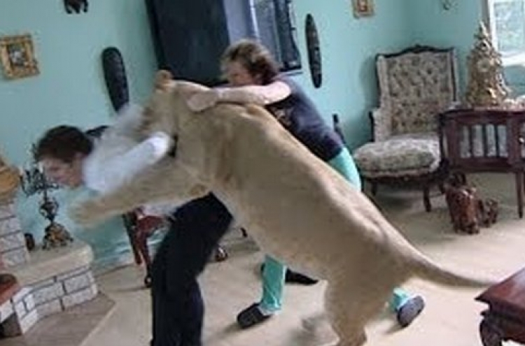 거대 사자, 인간 습격 영상 ‘충격’
