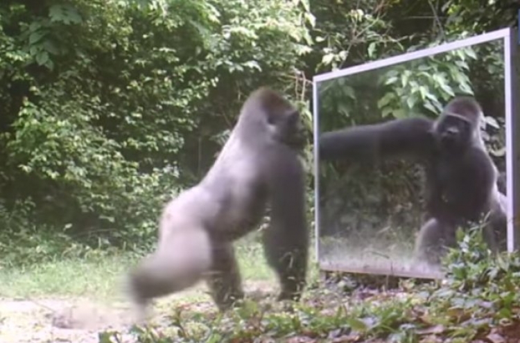거울 앞에 선 야생 동물, ‘천차만별’ 반응 (영상)