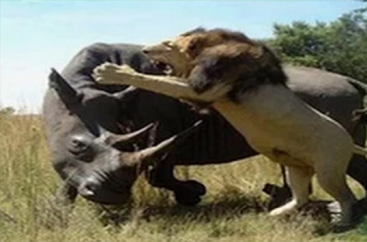 사자떼에 둘러싸인 코뿔소… 결말은?