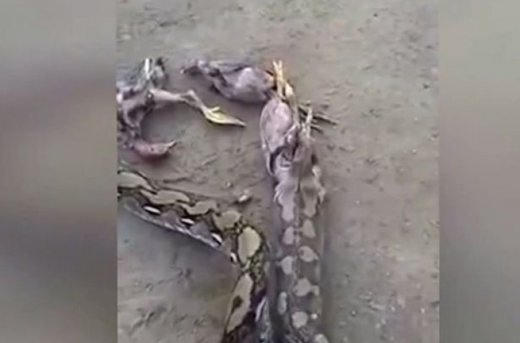 새 5마리 토하는 뱀... 왜? (영상)