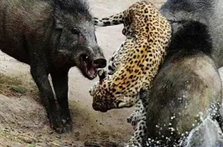 표범 공격하는 멧돼지 3마리, ‘반전영상’