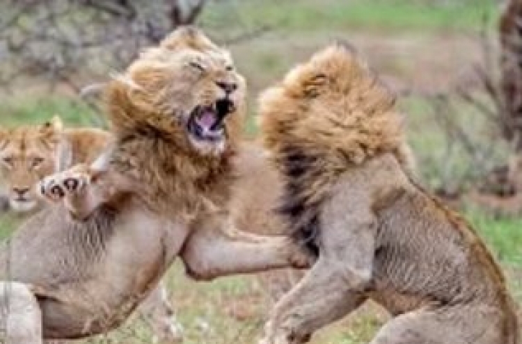 강자의 세계, 사자들의 서열 싸움