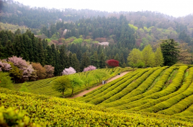 [Weekender] Tea fields in Boseong beckon with natural green splendors