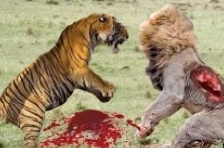 사자 vs 호랑이, 승자는?