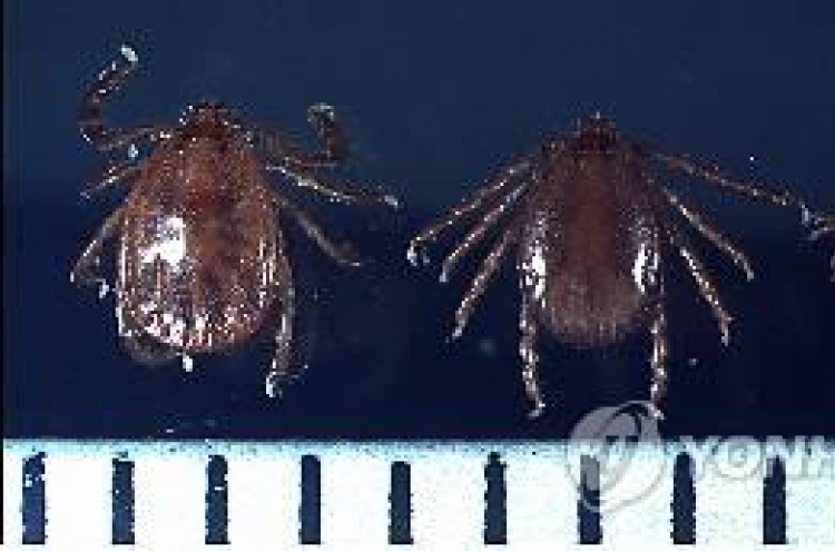 Authorities warn of rise in lethal mites