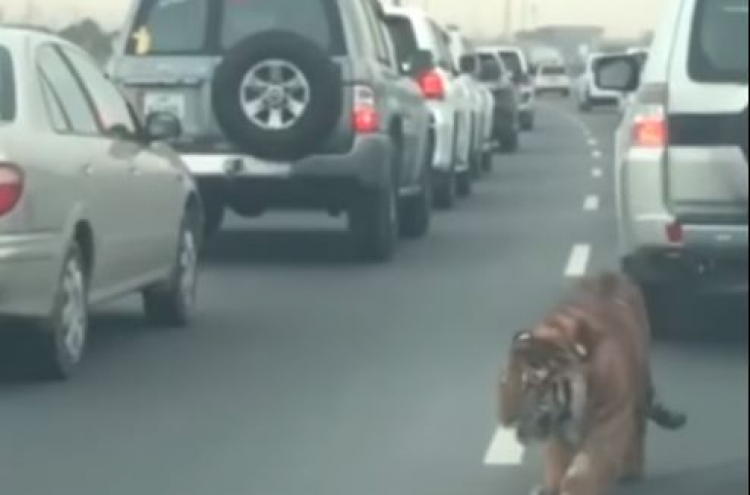(영상) 고속도로 ‘활보’하는 호랑이