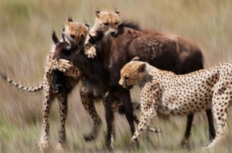 (사진) 사냥감 완벽 제압한 치타 무리의 ‘반전 굴욕’