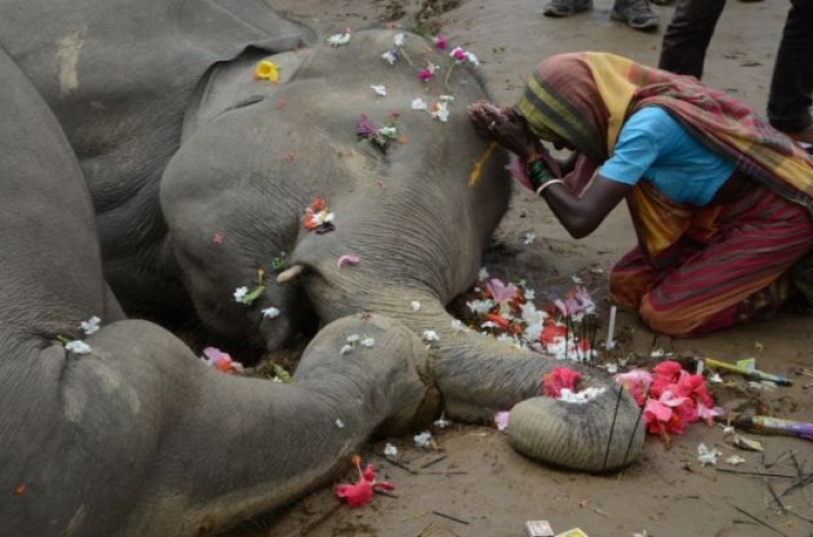 인도에서 감전사한 코끼리 2마리에 추모 물결