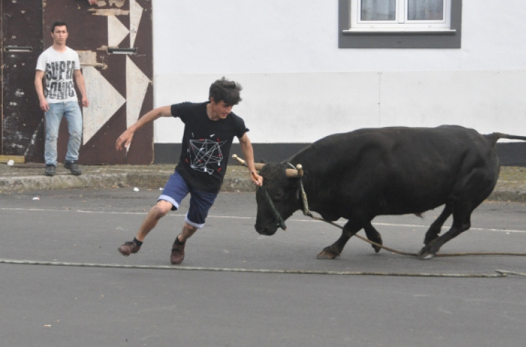 Run with the bulls on Terceira island