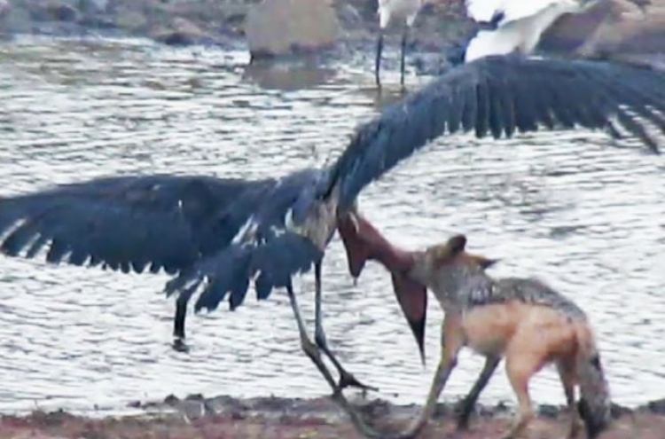 (영상) 황새 ‘낚아채는’ 공포의 자칼 포착